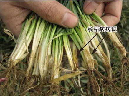 二氫丙硫菌唑—— 全球第二大殺菌劑，它有哪些優(yōu)勢(shì)